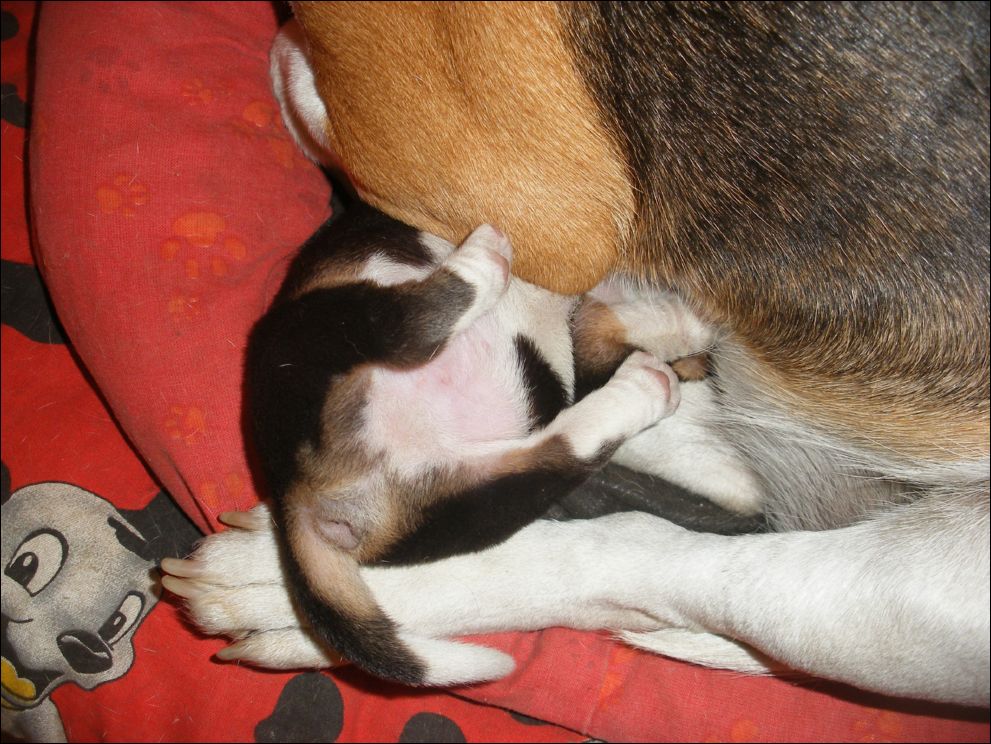 cuccioli amelie-20